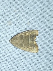 Bagisara rectifascia