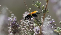 Pepsis pallidolimbata