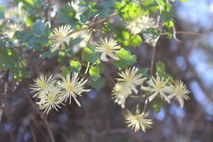 Clematis pauciflora