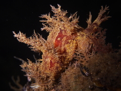 Dendronotus europaeus