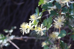 Clematis pauciflora