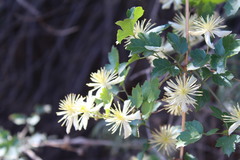 Clematis pauciflora