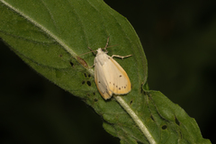 Miltochrista calamina