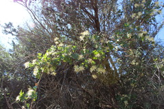 Clematis pauciflora