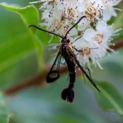 Synanthedon acerrubri
