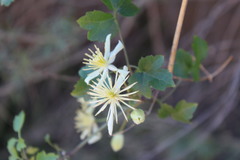 Clematis pauciflora