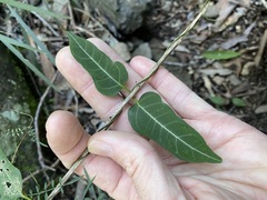 Parsonsia leichhardtii