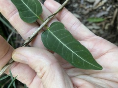 Parsonsia leichhardtii