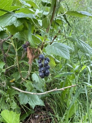 Ribes hudsonianum