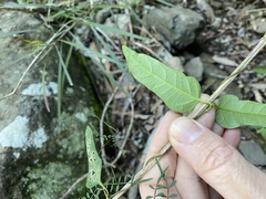 Parsonsia leichhardtii
