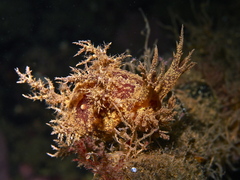 Dendronotus europaeus