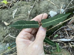 Parsonsia leichhardtii
