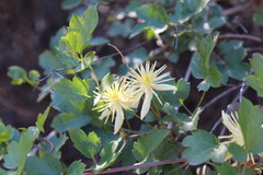 Clematis pauciflora