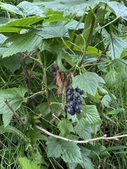 Ribes hudsonianum