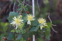 Clematis pauciflora