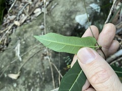 Parsonsia leichhardtii