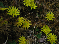 Oxygraphis polypetala