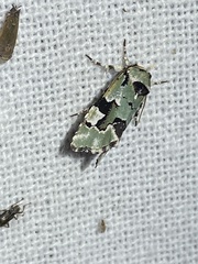 Emarginea percara