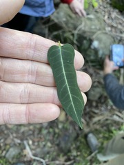 Parsonsia leichhardtii