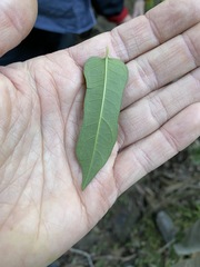 Parsonsia leichhardtii