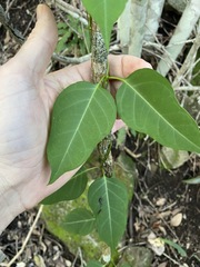 Parsonsia leichhardtii
