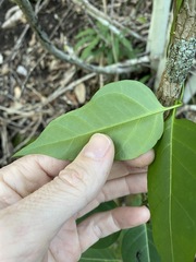 Parsonsia leichhardtii