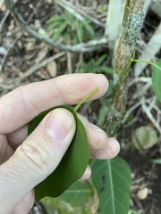 Parsonsia leichhardtii