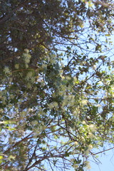 Clematis pauciflora