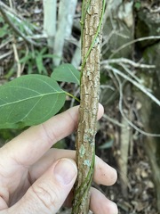 Parsonsia leichhardtii