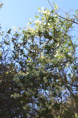 Clematis pauciflora