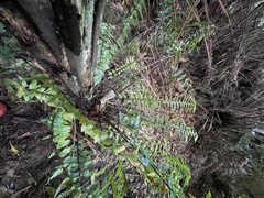 Asplenium polyodon image