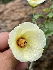 Hibiscus coulteri