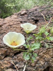 Hibiscus coulteri