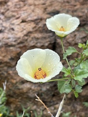 Hibiscus coulteri