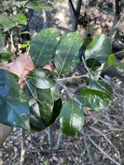 Olea paniculata