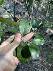 Olea paniculata