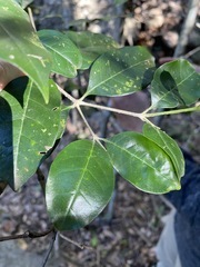 Olea paniculata