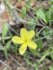 Haplophyton crooksii