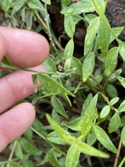 Haplophyton crooksii