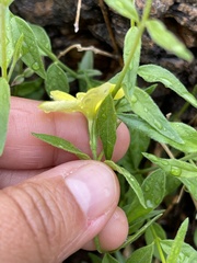 Haplophyton crooksii