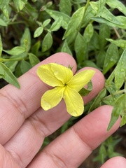 Haplophyton crooksii