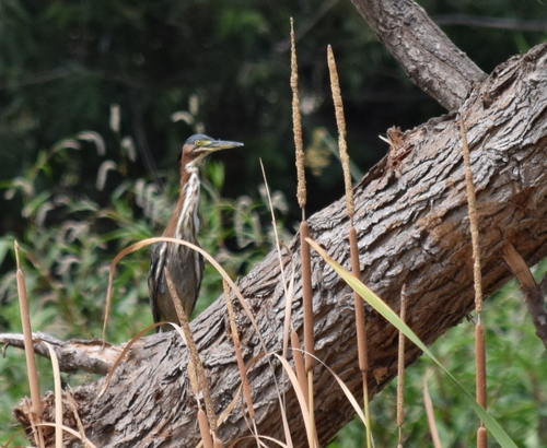 photo of Green Heron (Butorides virescens)