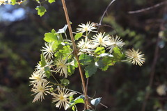 Clematis pauciflora