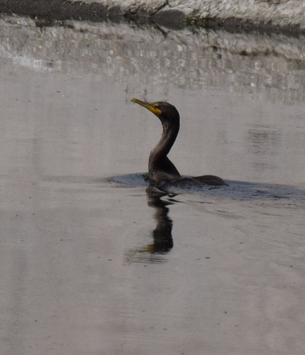 photo of Double-crested Cormorant (Phalacrocorax auritus)