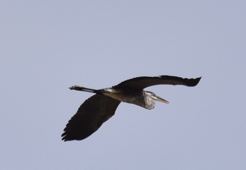 photo of Great Blue Heron (Ardea herodias)