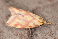 Hypercallia citrinalis