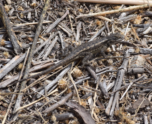 photo of Western Fence Lizard (Sceloporus occidentalis)