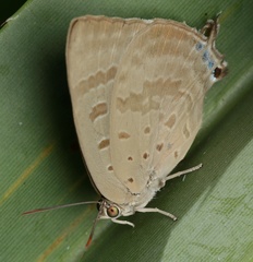 Arhopala eupolis