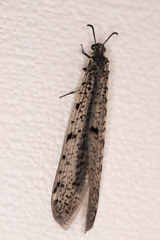 Euroleon polyspilus