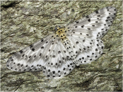 Percnia suffusa